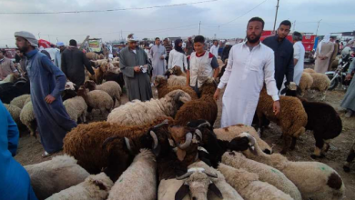 حكم شراء الأضحية بالتقسيط