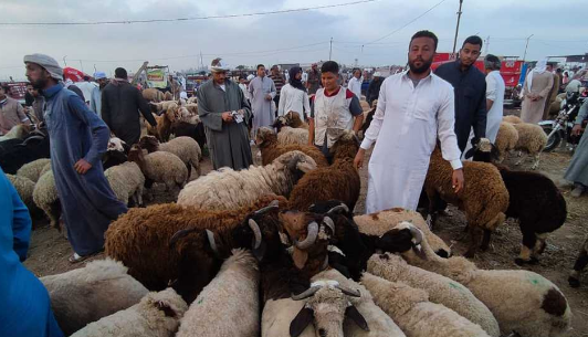 حكم شراء الأضحية بالتقسيط