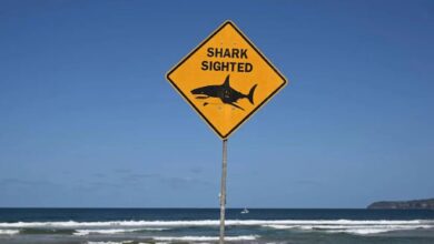 هجوم قرش في نيو ساوث ويلز