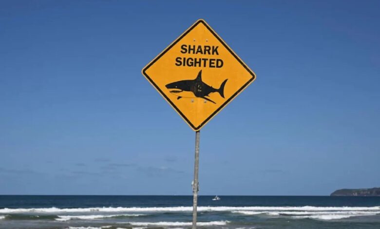 هجوم قرش في نيو ساوث ويلز